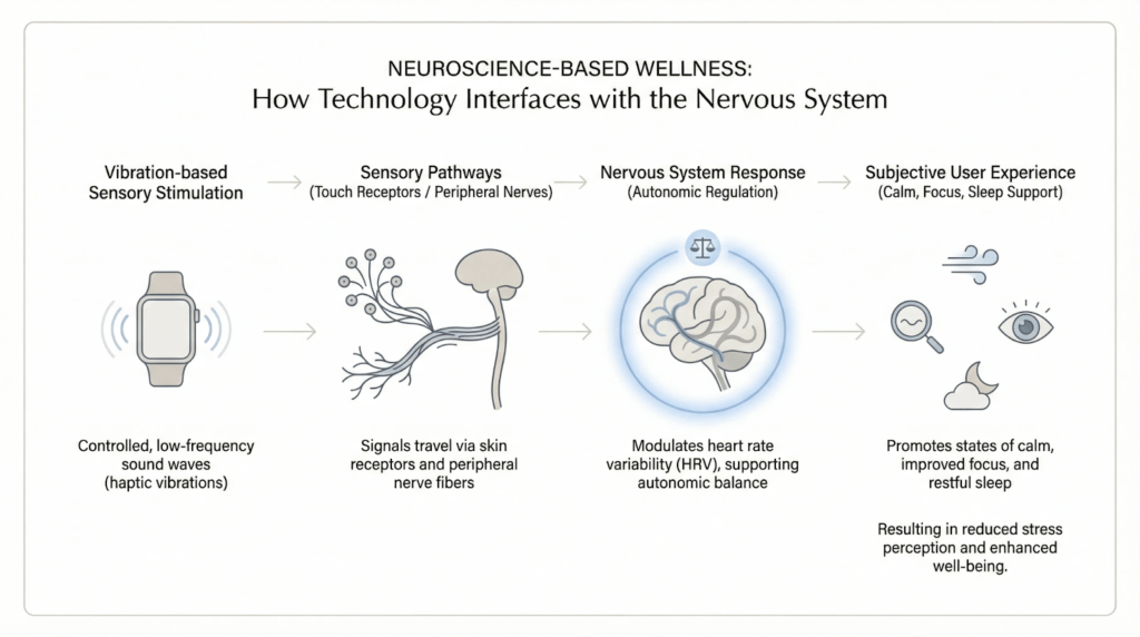 Diagram illustrating how Apollo Neuro uses vibration-based sensory stimulation to influence nervous system responses and support stress regulation, focus, and sleep.